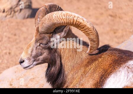 Primo piano mouflon europeo crogiolarsi al sole sdraiato su una pietra, pecore domestiche nel pomeriggio Foto Stock