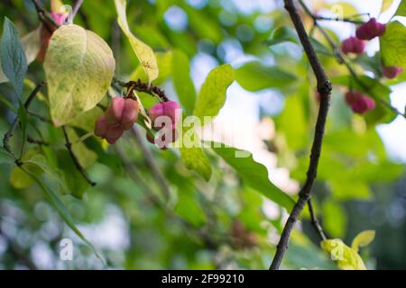 fiori di euonimo su un ramo contro il fogliame Foto Stock