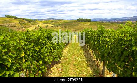 I vigneti della valle del Douro in Portogallo - grande paesaggio - fotografia di viaggio Foto Stock