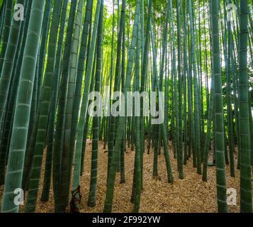 Bosco di bambù in Giappone - un luogo meraviglioso per la ricreazione Foto Stock