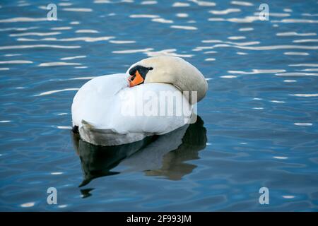Mute swan (Cygnus olor) nuotano sul Reno, Germania, Foto Stock