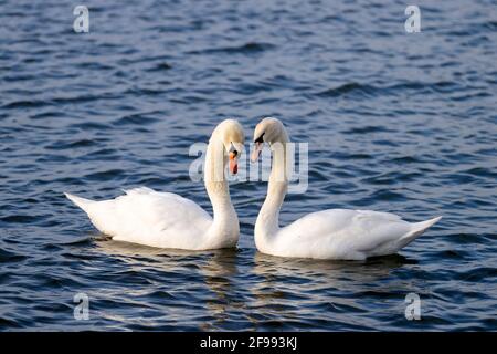 Due cigni mute (Cygnus olor) piscina sul Reno, Germania, Foto Stock