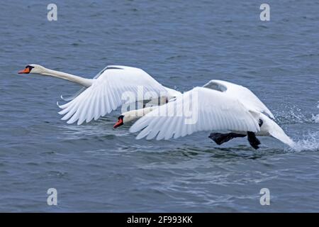 Due cigni muti (Cygnus olor) che volano sul Reno, in Germania, Foto Stock