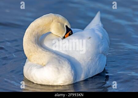 Mute Swan (Cygnus olor) ritratto animale, Germania, Foto Stock