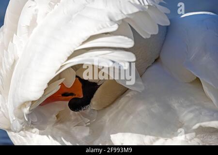 Mute swan (Cygnus olor) nella cura del piumaggio, ritratto animale, primo piano, Germania, Foto Stock