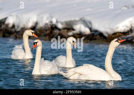 Mute swans, (Cygnus olor), nuoto, fauna selvatica, Germania, Foto Stock