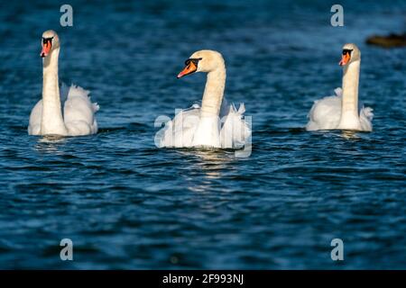 Mute swans, (Cygnus olor), nuoto, fauna selvatica, Germania, Foto Stock