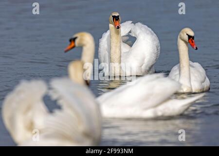 Mute cigni, (Cygnus olor), corteggiamento, fauna selvatica, Germania, Foto Stock