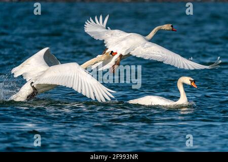 Tre cigni muti, (Cygnus olor) sul Reno, fauna selvatica, Germania, Foto Stock