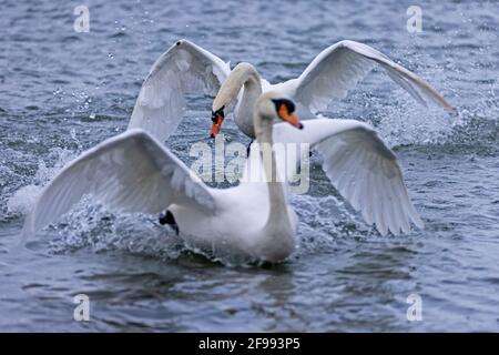 Due cigni muti (Cygnus olor) che volano sul Reno, in Germania, Foto Stock