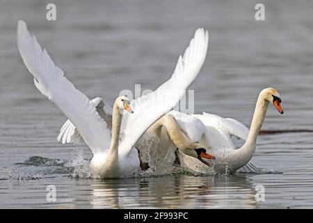 Due cigni muti, (Cygnus olor), in azione, fauna selvatica, Germania, Foto Stock