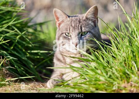 Gatto grigio tabby giace nell'erba Foto Stock