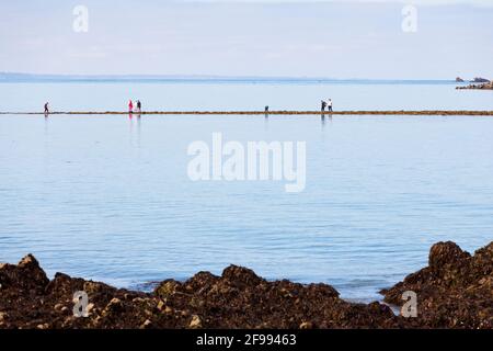I pescatori fanno un pellegrinaggio alla marea isola Verdelet di fronte alla città di Val Andre per andare a pesca a piedi - Peche a pied. Foto Stock