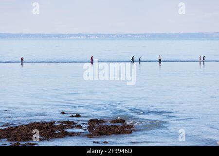 I pescatori fanno un pellegrinaggio alla marea isola Verdelet di fronte alla città di Val Andre per andare a pesca a piedi - Peche a pied. Foto Stock