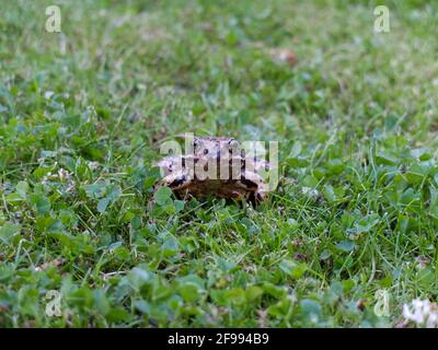 La rana comune (Rana temporaria) nell'erba Foto Stock