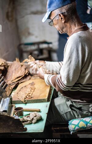 Fabbrica di sigari a San Antonio de los Baños, provincia di Artemisa, Cuba Foto Stock