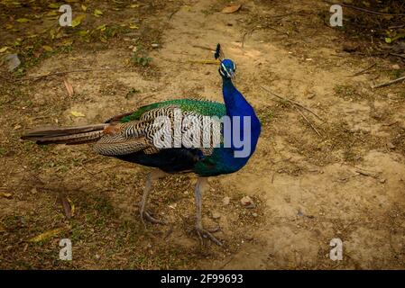 Peacock - pavone con coda aperta, bel rappresentante esemplare di pavone maschile in grandi colori metallici al parco dei cervi, Delhi, India. Foto Stock