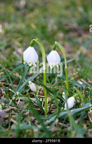 Märzenbecher, fiore di nodo primaverile Leucojum vernum Foto Stock