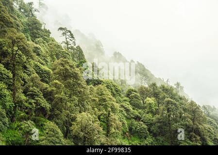 Pendio di montagna boschivo con le conifere sempreverde avvolte nella nebbia in una vista panoramica paesaggio a Mcleod ganj, Himachal Pradesh, India. Foto Stock