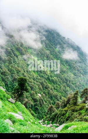 Pendio di montagna boschivo con le conifere sempreverde avvolte nella nebbia in una vista panoramica paesaggio a Mcleod ganj, Himachal Pradesh, India. Foto Stock