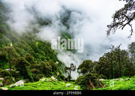 Pendio di montagna boschivo con le conifere sempreverde avvolte nella nebbia in una vista panoramica paesaggio a Mcleod ganj, Himachal Pradesh, India. Foto Stock