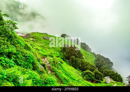 Pendio di montagna boschivo con le conifere sempreverde avvolte nella nebbia in una vista panoramica paesaggio a Mcleod ganj, Himachal Pradesh, India. Foto Stock