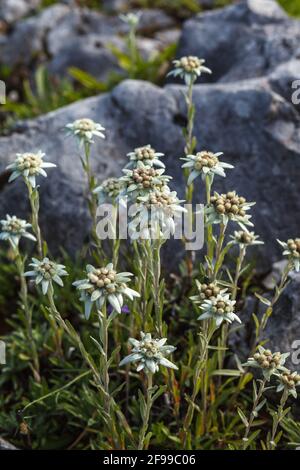 Alpine Edelweiss (Leontopodium nivale), pianta delle montagne Foto Stock