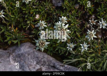 Alpine Edelweiss (Leontopodium nivale), pianta delle montagne Foto Stock