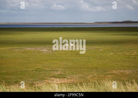 Pecore nel paesaggio delle dune sul mare di Wadden, paesaggio settentrionale sull'isola di Sylt, Germania, Europa Foto Stock