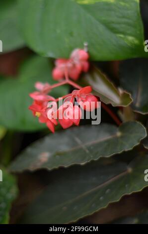 Un fiore rosso unico che sta fiorendo. Foto Stock