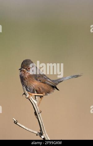 Dartford trillo (Sylvia undata) Foto Stock