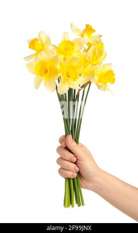 Mano femminile con bellissimi narcisi su sfondo bianco Foto Stock