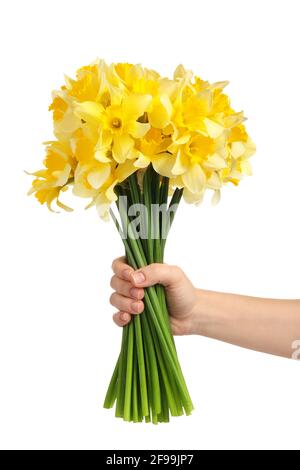 Mano femminile con bellissimi narcisi su sfondo bianco Foto Stock