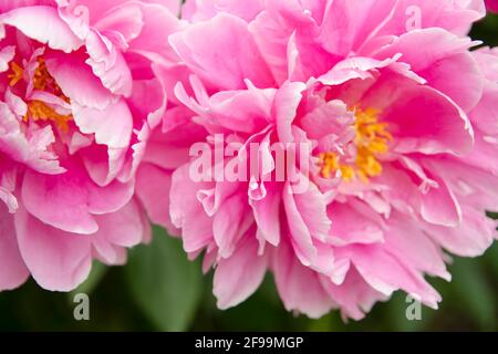 Pink Peony fine Art tessuti floreali naturali. Texture di foto ritratto. Digital Studio sfondo, ideale per le foto di famiglia carine, neonato atmosferico Foto Stock