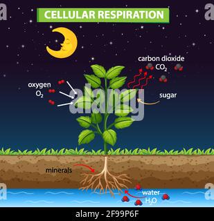 Diagramma che mostra il processo di respirazione cellulare Illustrazione Vettoriale