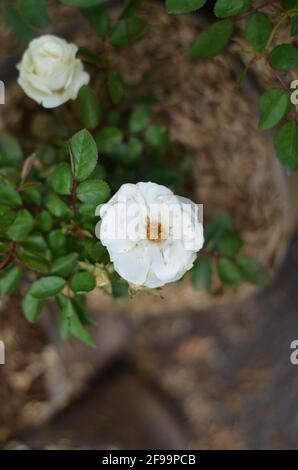 La rosa è bianca e le foglie sono in fiore. Foto Stock