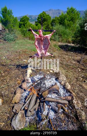 Agnello intero asado, barbecue su croce di ferro spiedo accanto al fuoco aperto in Altea la Vella, Alicante, Spagna Foto Stock