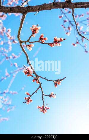 Ramificazione di albicocca in fiore contro il cielo blu chiaro in giornata di sole. Albicocca in fiore. Primavera fioritura sfondo. Orientamento verticale Foto Stock