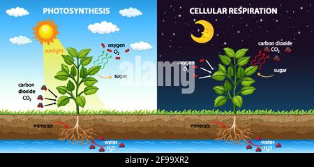 Diagramma che mostra il processo di fotosintesi e l'illustrazione della respirazione cellulare Illustrazione Vettoriale