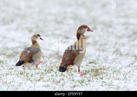 Oche egiziane (Alopochen aegyptiacus) su un campo innevato, inverno, Assia, Germania Foto Stock