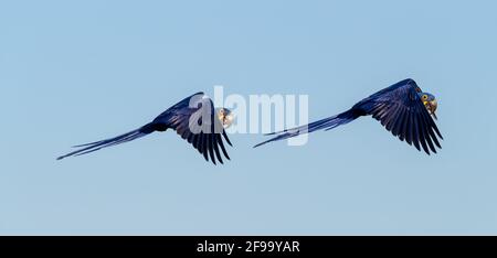 La coppia di Hyacinth Macaws vola insieme in fila Foto Stock