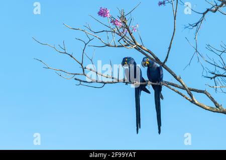 Coppia di Hyacinth Macaws seduta su un ramo con viola fiori Foto Stock