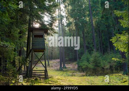 Posto alto nella foresta di abete rosso, Spessart, Assia, Germania Foto Stock