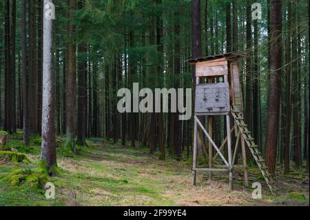 Posto alto nella foresta di abete rosso, Spessart, Assia, Germania Foto Stock