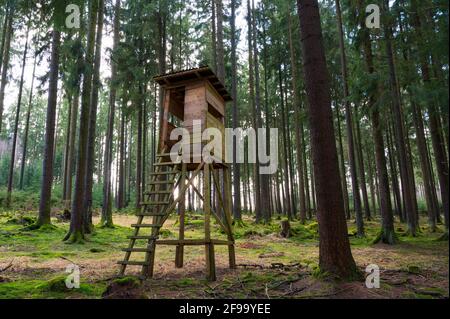 Posto alto nella foresta di abete rosso, Spessart, Assia, Germania Foto Stock