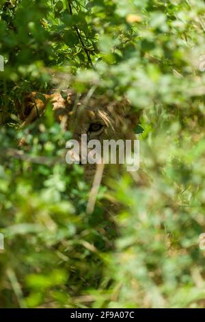 Un giovane leone che percorre la sottobosco nel Parco Nazionale di Tsavo Est in Kenya, Africa Orientale. Foto Stock