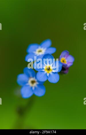 Primavera non dimenticare di me Foto Stock
