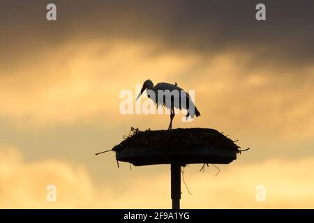 Cicogna bianca (Ciconia ciconia) all'alba sul nido, primavera, Assia, Germania Foto Stock