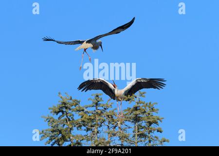 Cicogne bianche (Ciconia ciconia) che si litigano su un albero, primavera, Assia, Germania Foto Stock