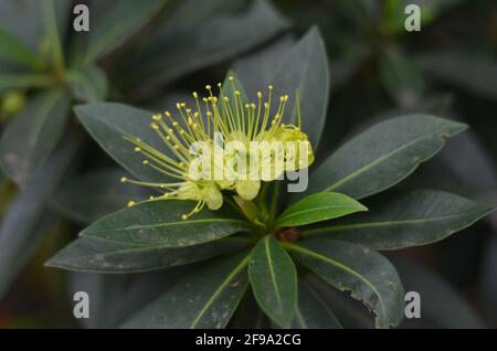 La pianta dorata di penda fiorisce verde brillante e le sue foglie. Foto Stock